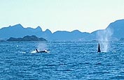 Killer whales just off land.